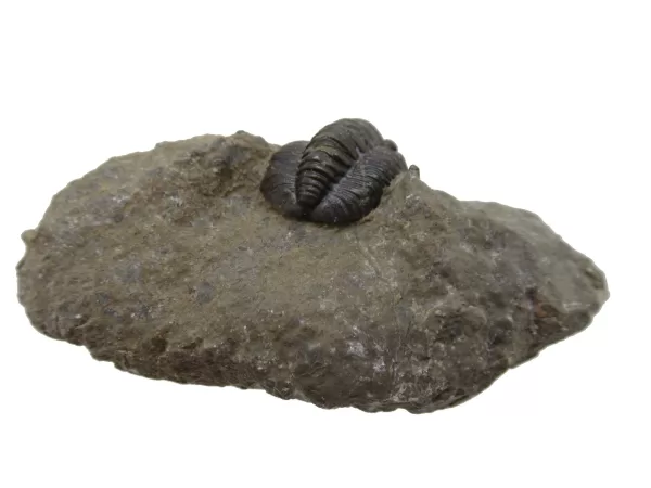 Genuine Devonian Cornuproetus-Trilobites For Sale from Morocco #9b