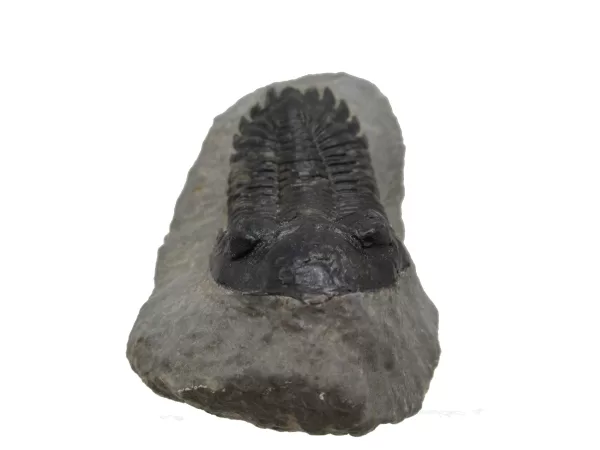 Genuine Devonian Hollardops Trilobite For Sale from Morocco #2