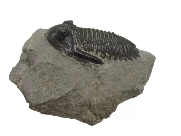 Genuine Devonian Hollardops Trilobite For Sale from Morocco #3a