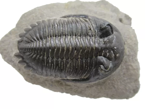 Genuine Devonian Hollardops Trilobite For Sale from Morocco #3d