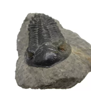 Genuine Devonian Hollardops Trilobite For Sale from Morocco #5