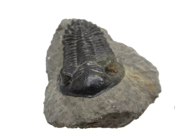 Genuine Devonian Hollardops Trilobite For Sale from Morocco #5