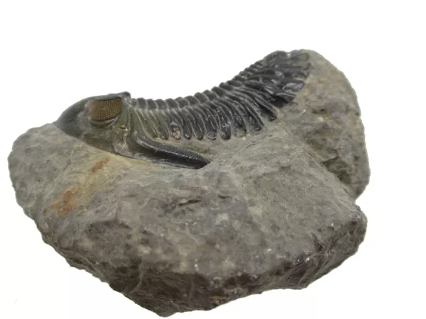 Genuine Devonian Hollardops Trilobite For Sale from Morocco #5a