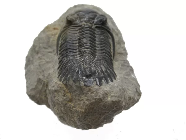 Genuine Devonian Hollardops Trilobite For Sale from Morocco #5b