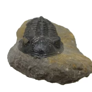 Genuine Devonian Hollardops Trilobite For Sale from Morocco #6