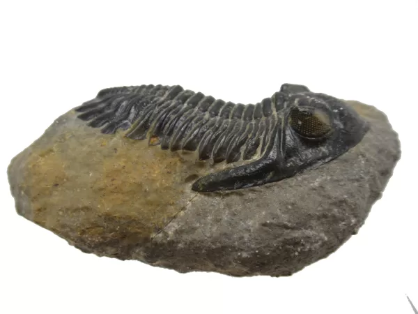 Genuine Devonian Hollardops Trilobite For Sale from Morocco #6c