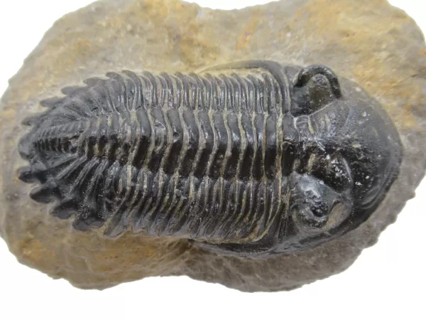 Genuine Devonian Hollardops Trilobite For Sale from Morocco #6d