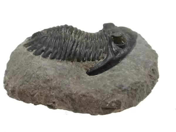 Genuine Devonian Hollardops Trilobite For Sale from Morocco #7c