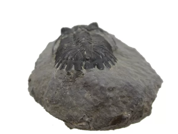 Genuine Devonian Hollardops Trilobite For Sale from Morocco #8b