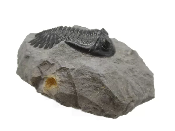 Genuine Devonian Hollardops Trilobite For Sale from Morocco #9c