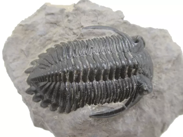 Genuine Devonian Hollardops Trilobite For Sale from Morocco #9d