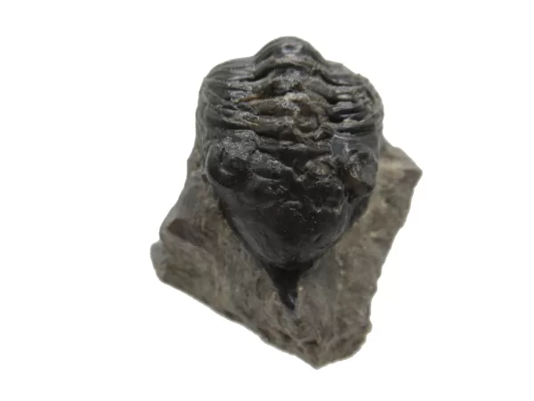 Genuine Devonian Morocconites Trilobite For Sale from Morocco 2