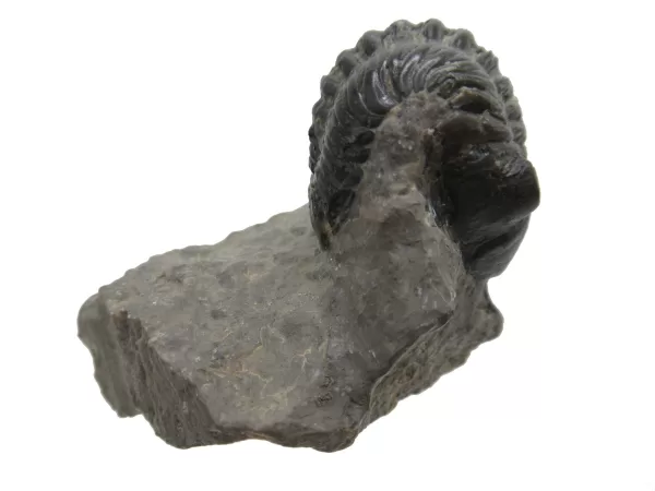 Genuine Devonian Morocconites Trilobite For Sale from Morocco 2c