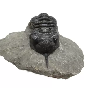 Genuine Devonian Morocconites Trilobite For Sale from Morocco 4