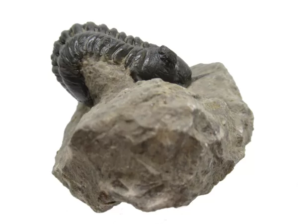 Genuine Devonian Morocconites Trilobite For Sale from Morocco 5d