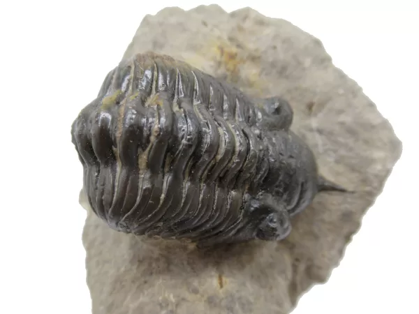 Genuine Devonian Morocconites Trilobite For Sale from Morocco 5e