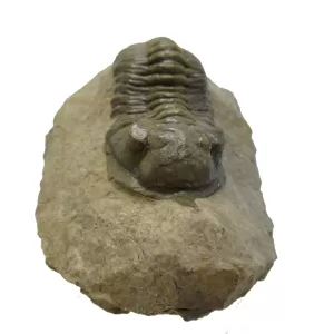 Genuine Devonian Morocconites Trilobite For Sale from Morocco 6