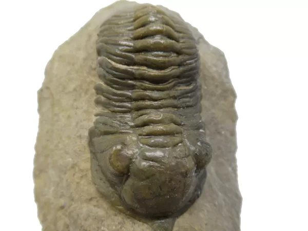 Genuine Devonian Morocconites Trilobite For Sale from Morocco 6b