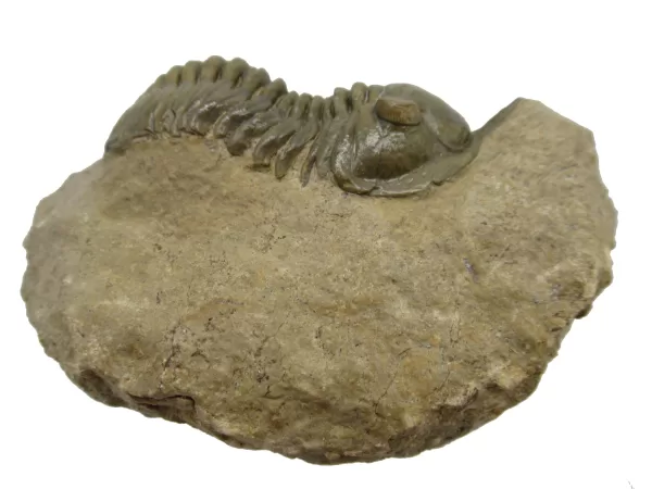 Genuine Devonian Morocconites Trilobite For Sale from Morocco 6e