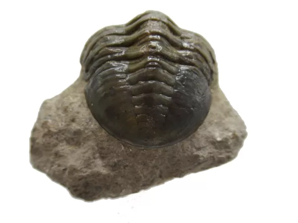 Genuine Devonian Morocconites Trilobite For Sale from Morocco 7c