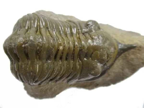 Genuine Devonian Morocconites Trilobite For Sale from Morocco 7e