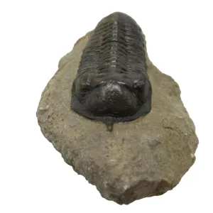 Genuine Devonian Morocconites Trilobite For Sale from Morocco 8