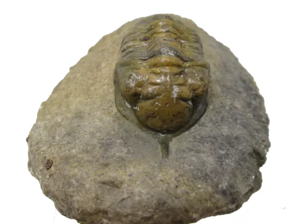 Genuine Devonian Morocconites Trilobite For Sale from Morocco 10a