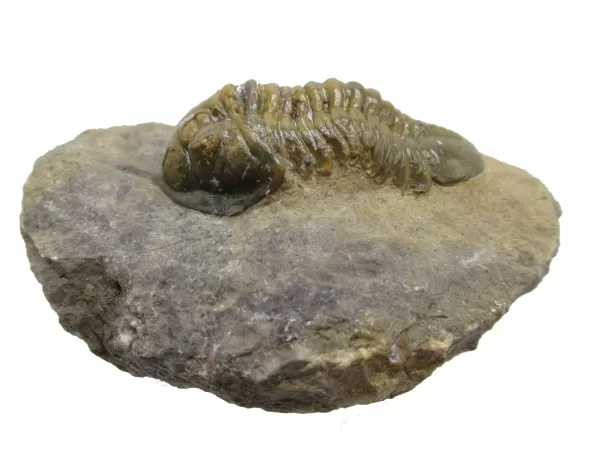 Genuine Devonian Morocconites Trilobite For Sale from Morocco 10b