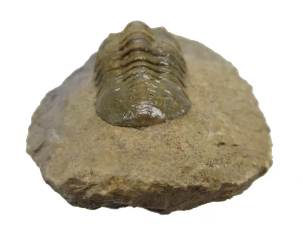 Genuine Devonian Morocconites Trilobite For Sale from Morocco 10c