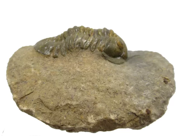 Genuine Devonian Morocconites Trilobite For Sale from Morocco 10d