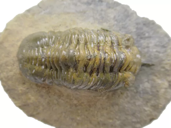 Genuine Devonian Morocconites Trilobite For Sale from Morocco 10e