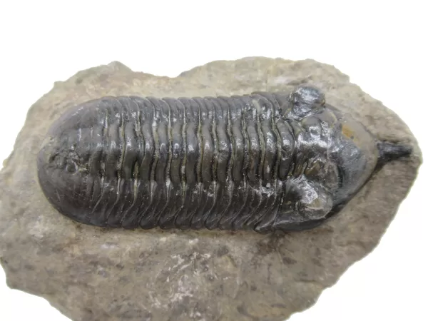 Genuine Devonian Morocconites Trilobite For Sale from Morocco 11e