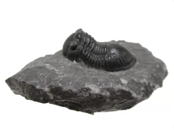 Genuine Devonian Age Paralejurus Trilobite Fossils for Sale from Morocco #10a