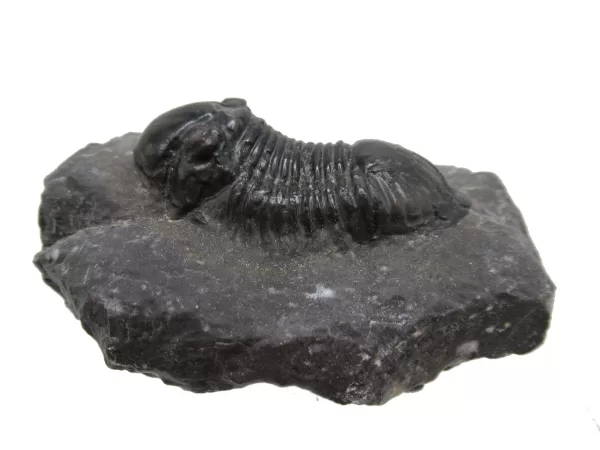 Genuine Devonian Age Paralejurus Trilobite Fossils for Sale from Morocco #11a-1