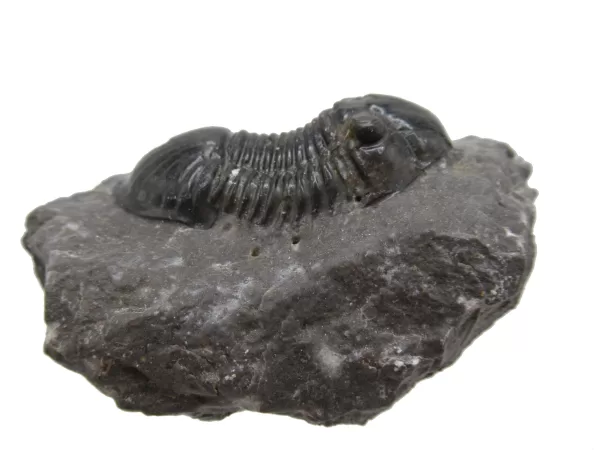 Genuine Devonian Age Paralejurus Trilobite Fossils for Sale from Morocco #11c-1