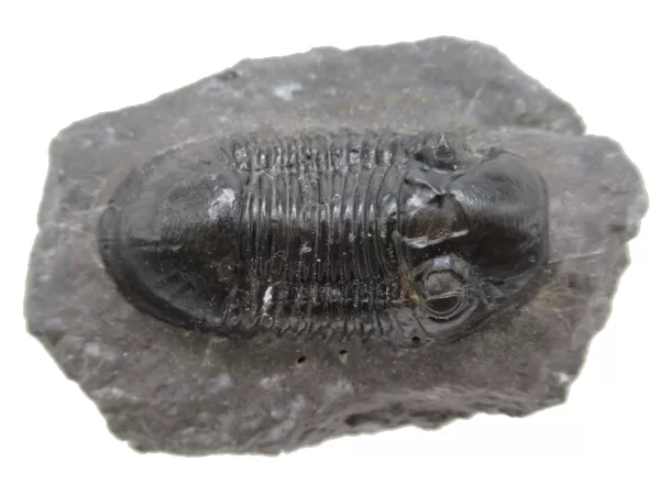 Genuine Devonian Age Paralejurus Trilobite Fossils for Sale from Morocco #11d-1