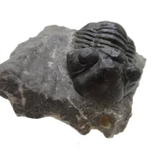 Genuine Devonian Age Paralejurus Trilobite Fossils for Sale from Morocco #12