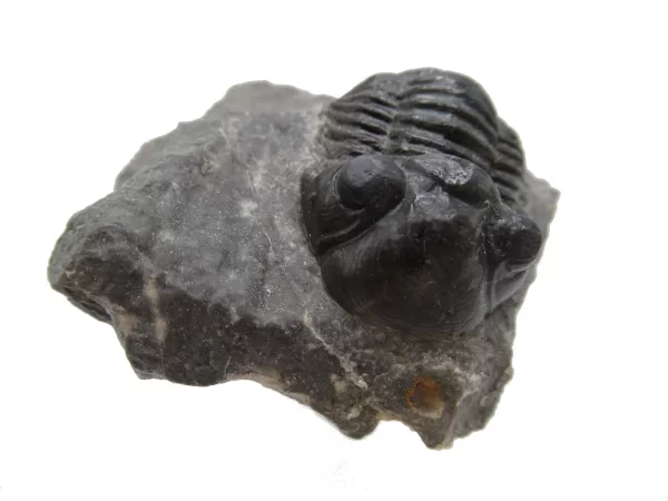 Genuine Devonian Age Paralejurus Trilobite Fossils for Sale from Morocco #12