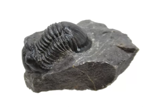 Genuine Devonian Age Paralejurus Trilobite Fossils for Sale from Morocco #12a