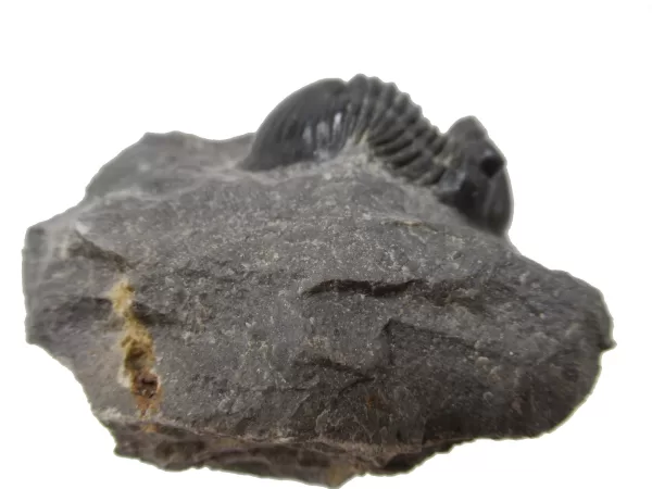 Genuine Devonian Age Paralejurus Trilobite Fossils for Sale from Morocco #12c