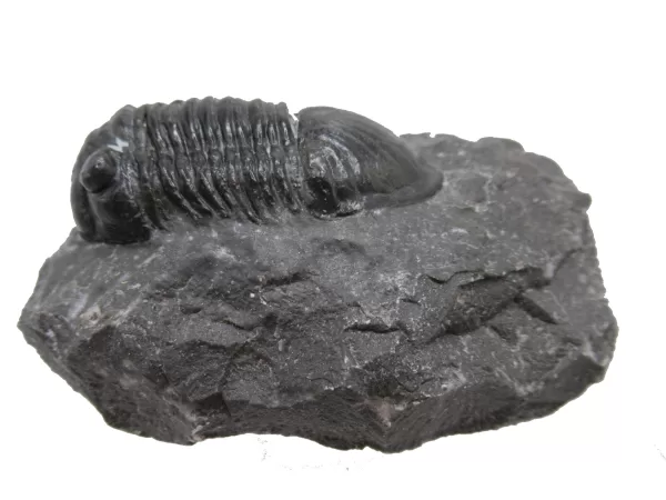 Genuine Devonian Age Paralejurus Trilobite Fossils for Sale from Morocco #13a