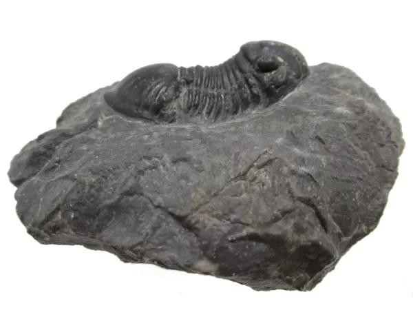 Genuine Devonian Age Paralejurus Trilobite Fossils for Sale from Morocco #14c