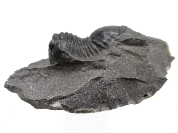 Genuine Devonian Age Paralejurus Trilobite Fossils for Sale from Morocco #3a