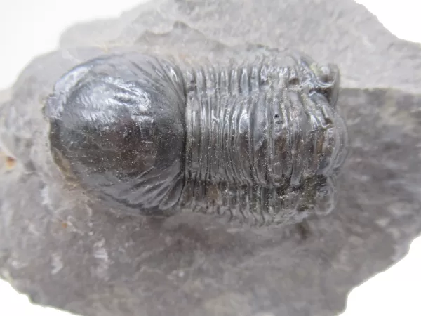 Genuine Devonian Age Paralejurus Trilobite Fossils for Sale from Morocco #3d