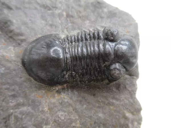 Genuine Devonian Age Paralejurus Trilobite Fossils for Sale from Morocco #7d