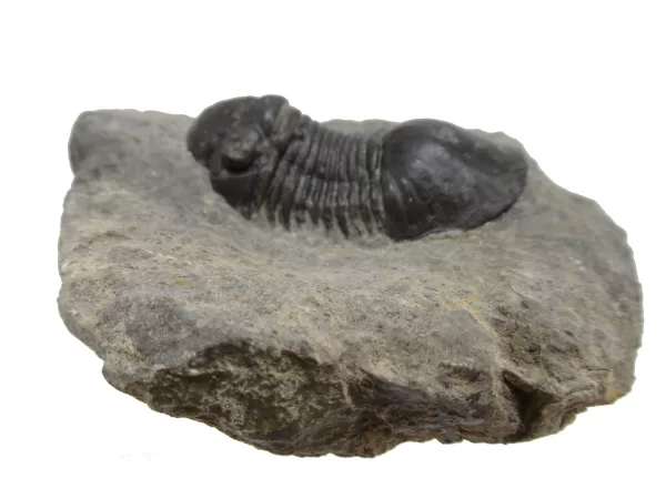 Genuine Devonian Age Paralejurus Trilobite Fossils for Sale from Morocco #8a