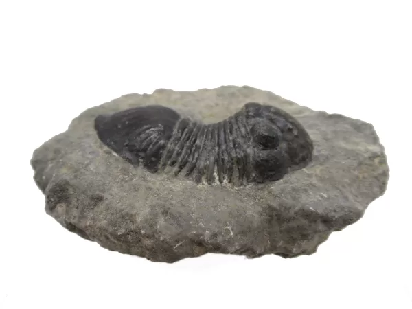 Genuine Devonian Age Paralejurus Trilobite Fossils for Sale from Morocco #8c