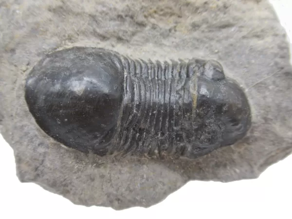 Genuine Devonian Age Paralejurus Trilobite Fossils for Sale from Morocco #8d