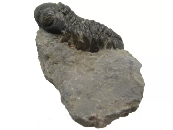 Genuine Fossil Devoniana Age Phacops Trilobite Fossils for Sale from Morocco #1a