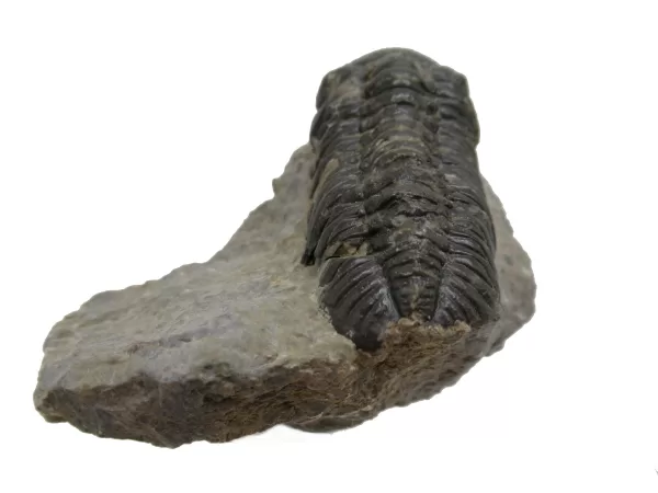 Genuine Fossil Devoniana Age Phacops Trilobite Fossils for Sale from Morocco #1b